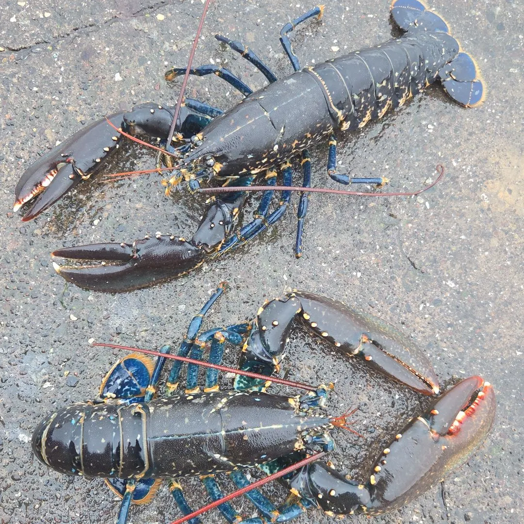 The most recent European lobster catches on Fishbrain
