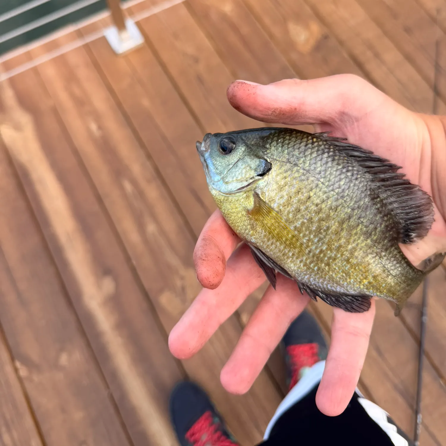 Bluegill caught on Fishbrain