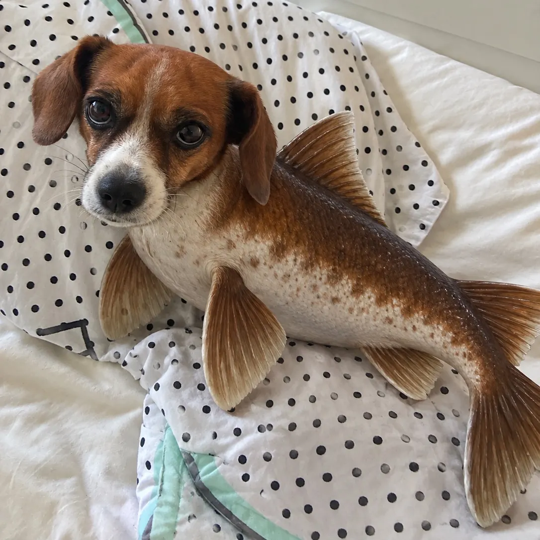 The most recent Piked dogfish catches on Fishbrain