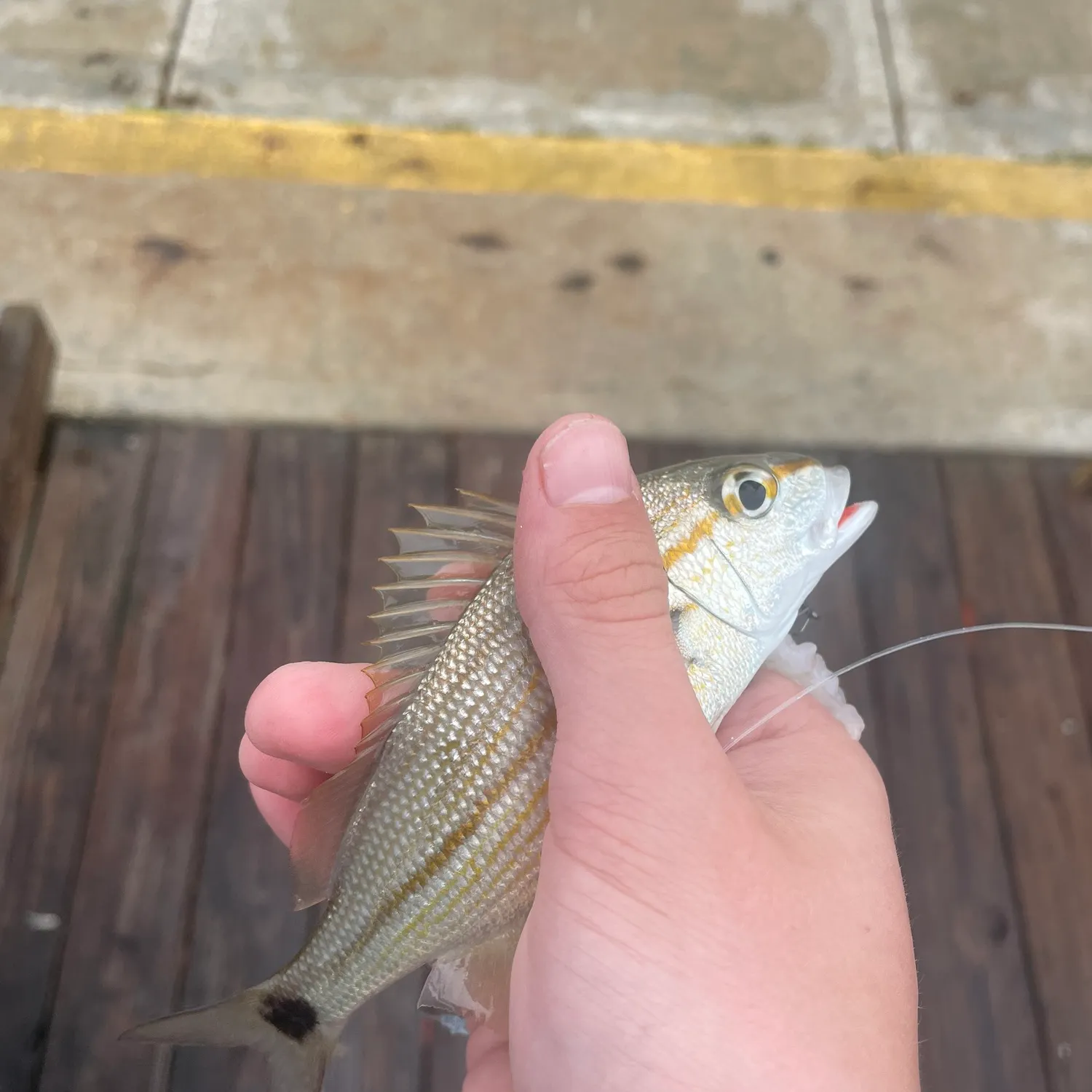 The most recent Pinfish catches on Fishbrain