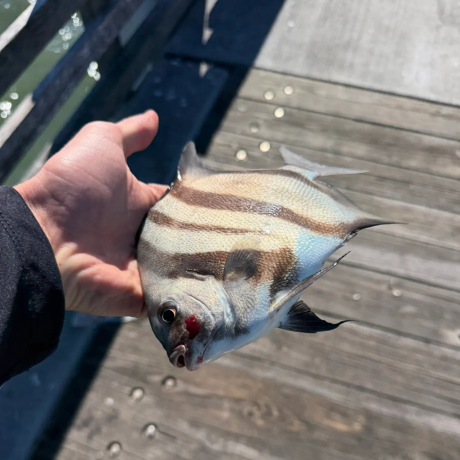 Atlantic spadefish caught on Fishbrain