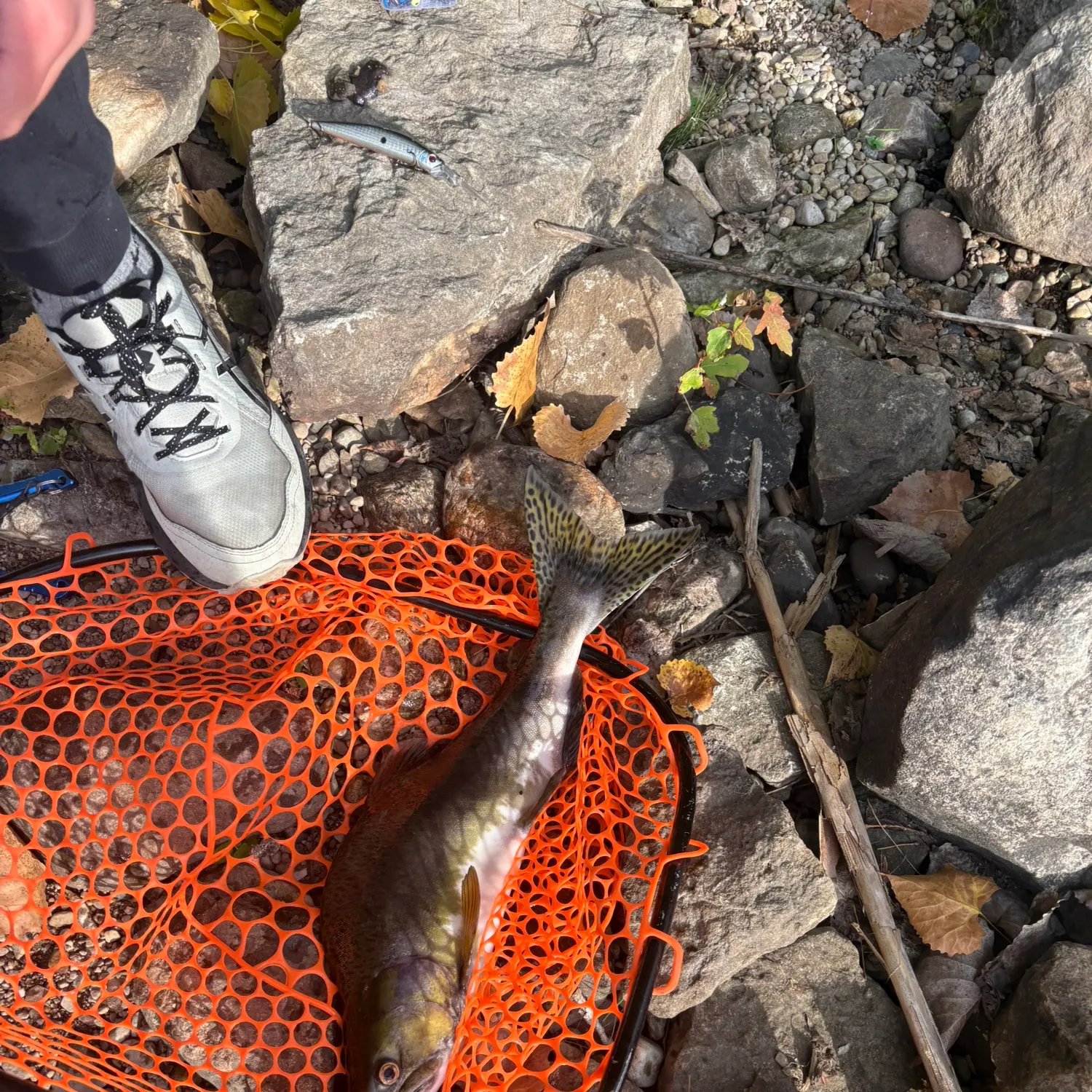 The most recent Pink salmon catches on Fishbrain