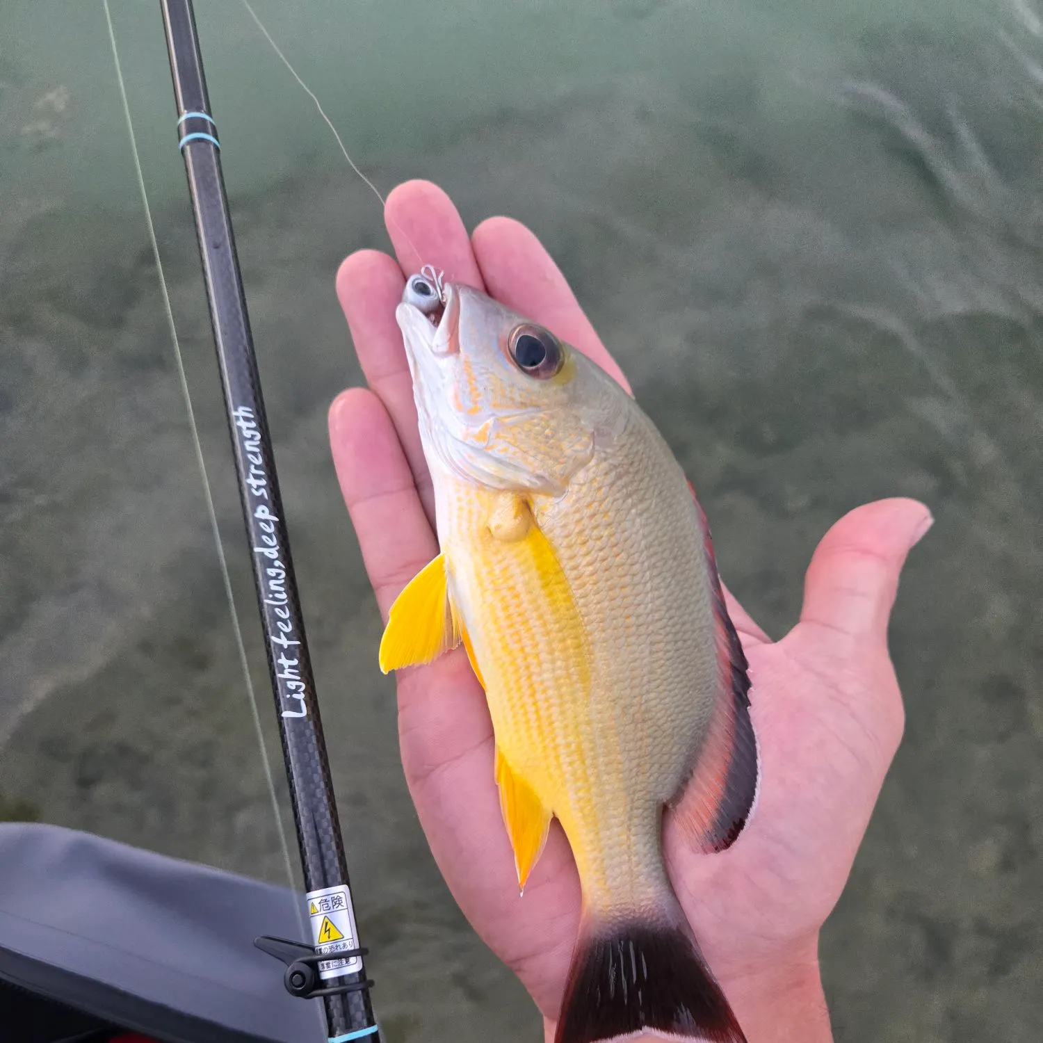 The most recent Blacktail snapper catches on Fishbrain