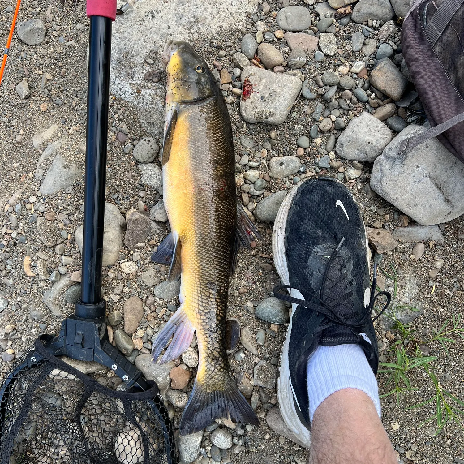 The most recent Longnose sucker catches on Fishbrain