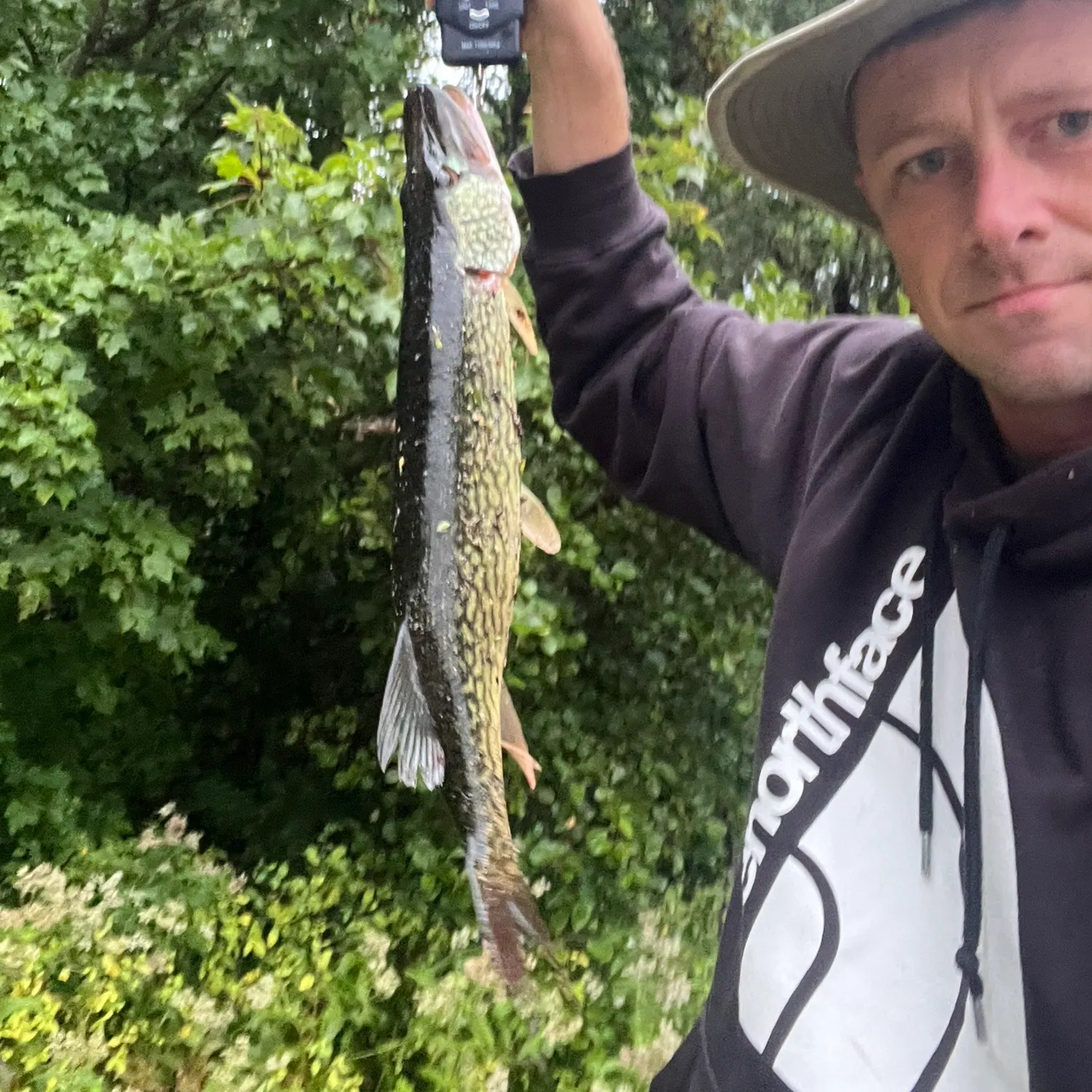 Chain pickerel caught on Fishbrain