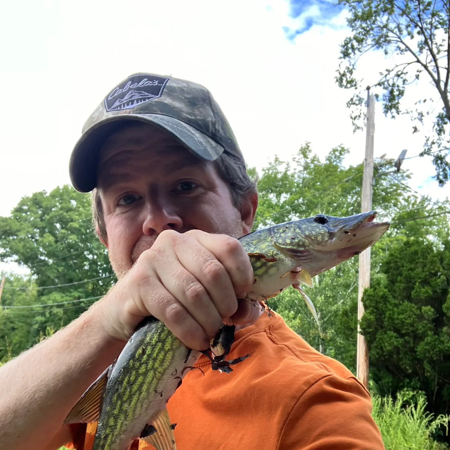 Chain pickerel caught on Fishbrain
