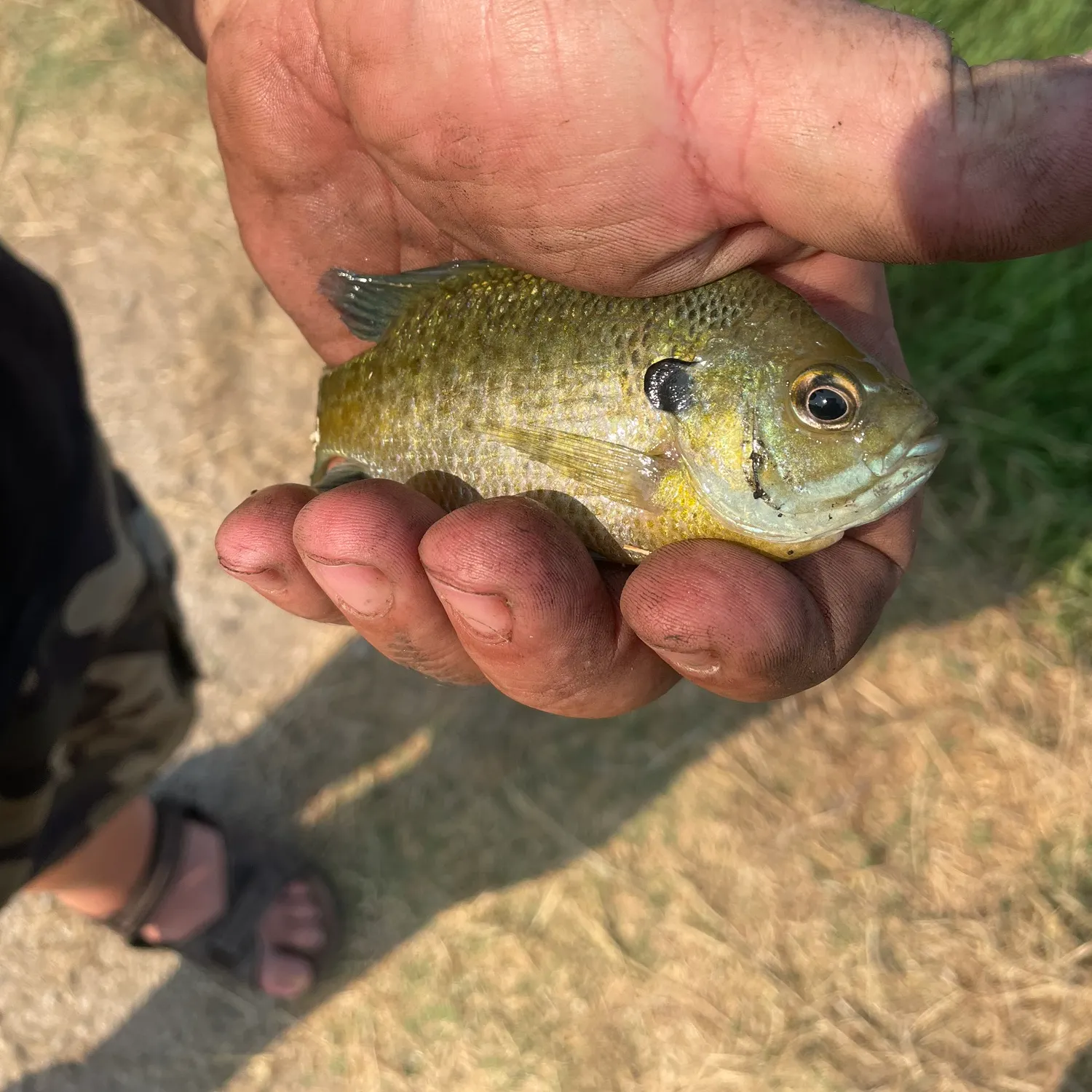 Bluegill caught on Fishbrain