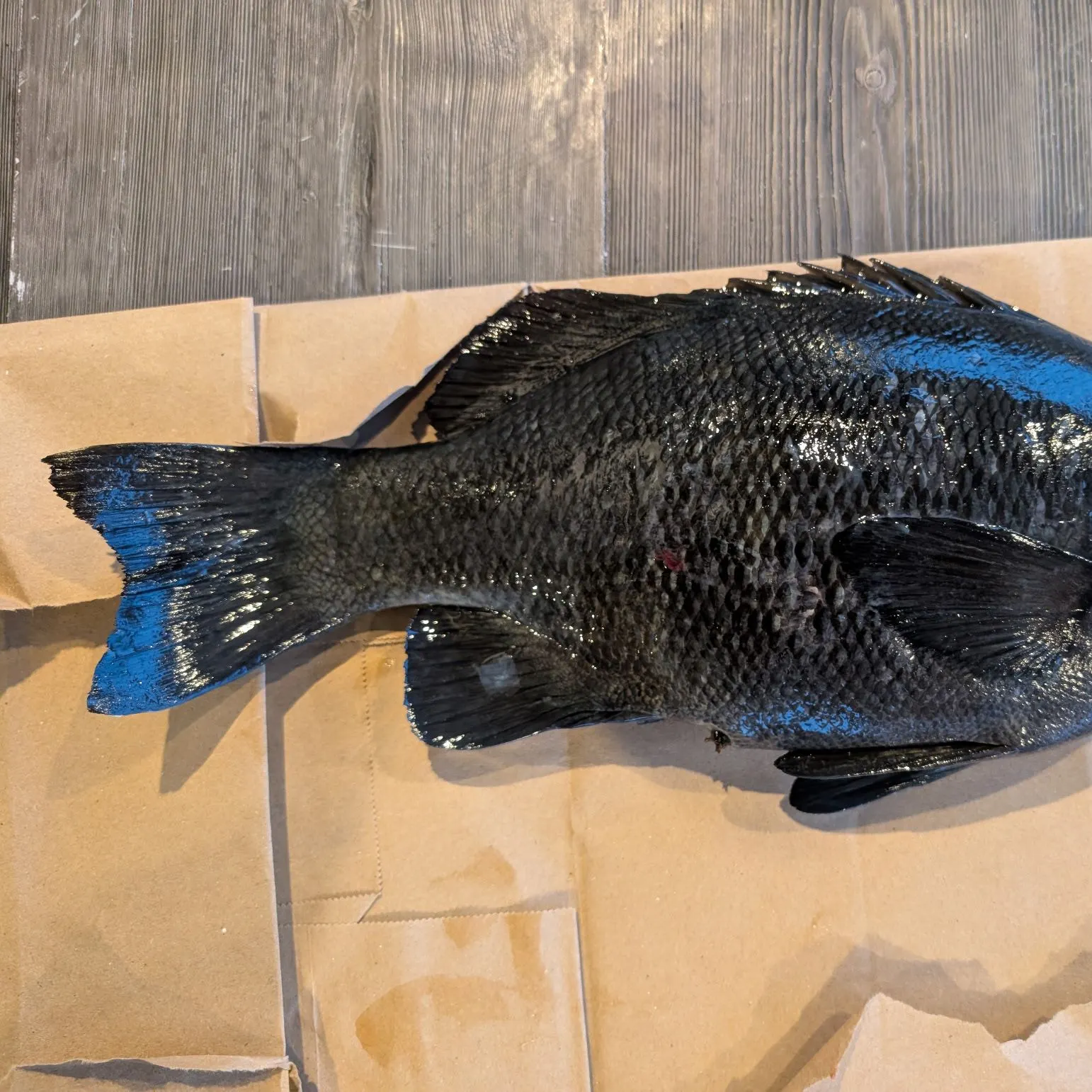 The most recent Black drummer catches on Fishbrain