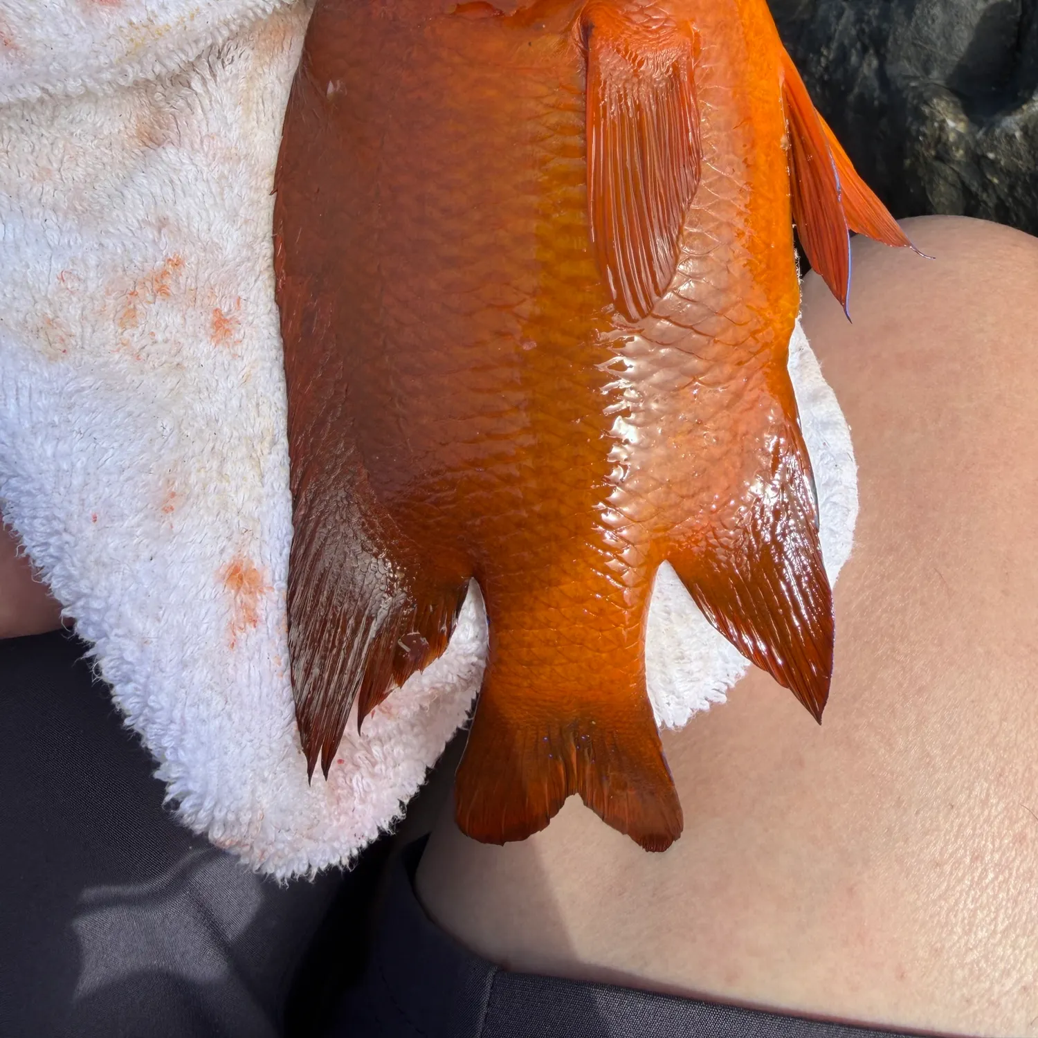 Garibaldi damselfish caught on Fishbrain