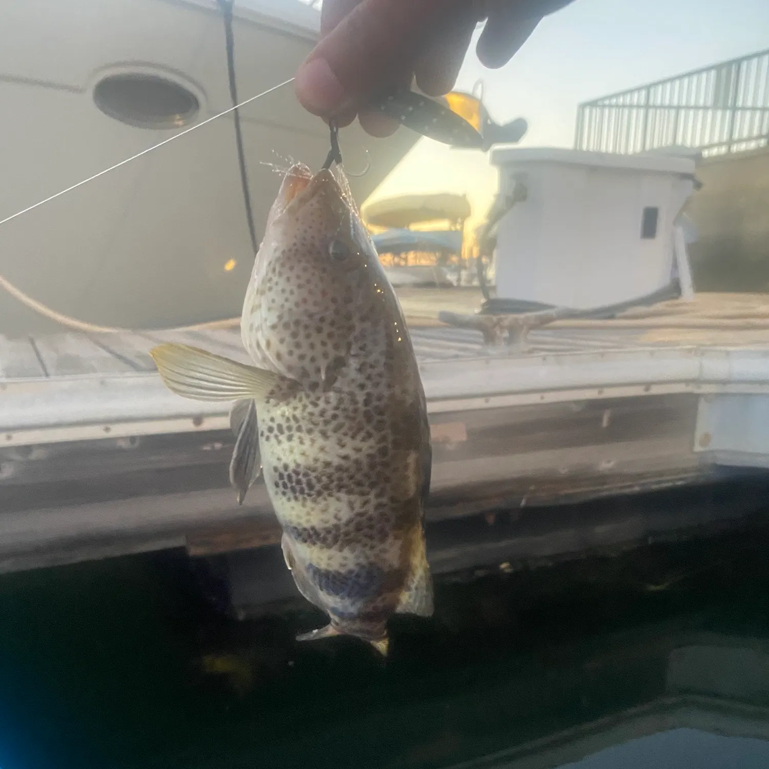 Spotted sand bass caught on Fishbrain