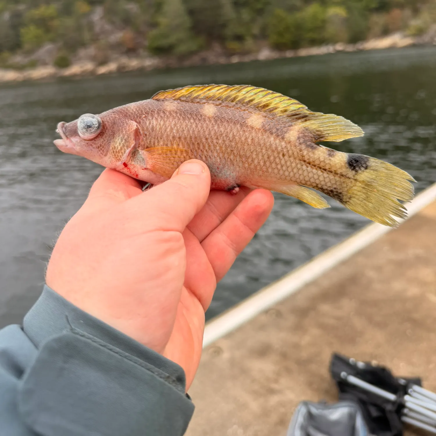 The most recent Scale-rayed wrasse catches on Fishbrain