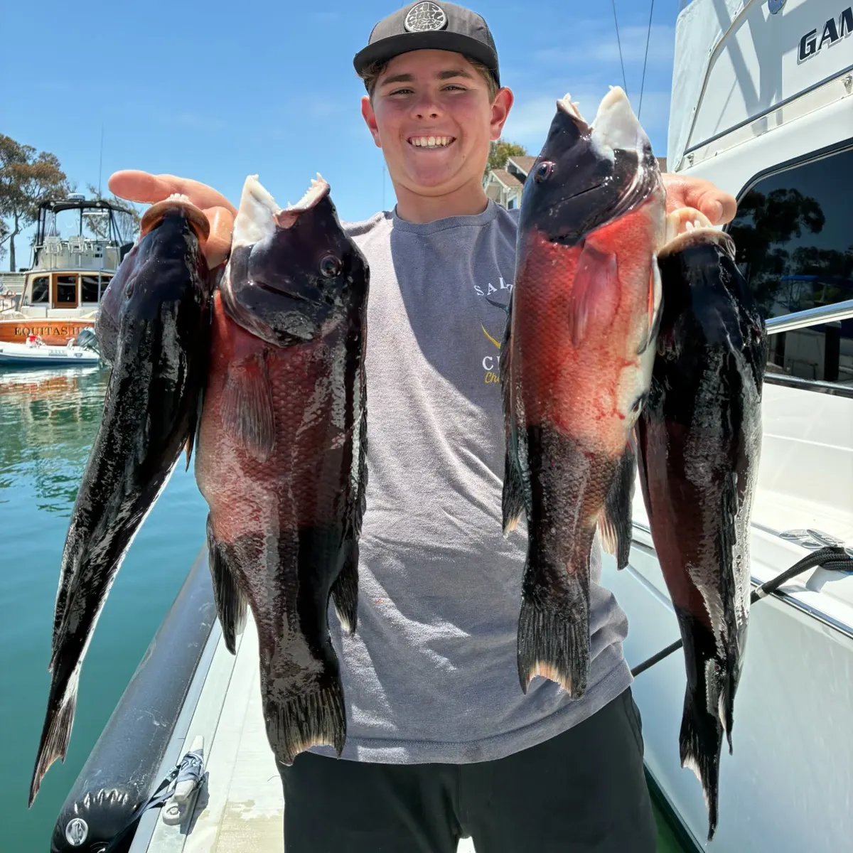 The most recent California sheephead catches on Fishbrain