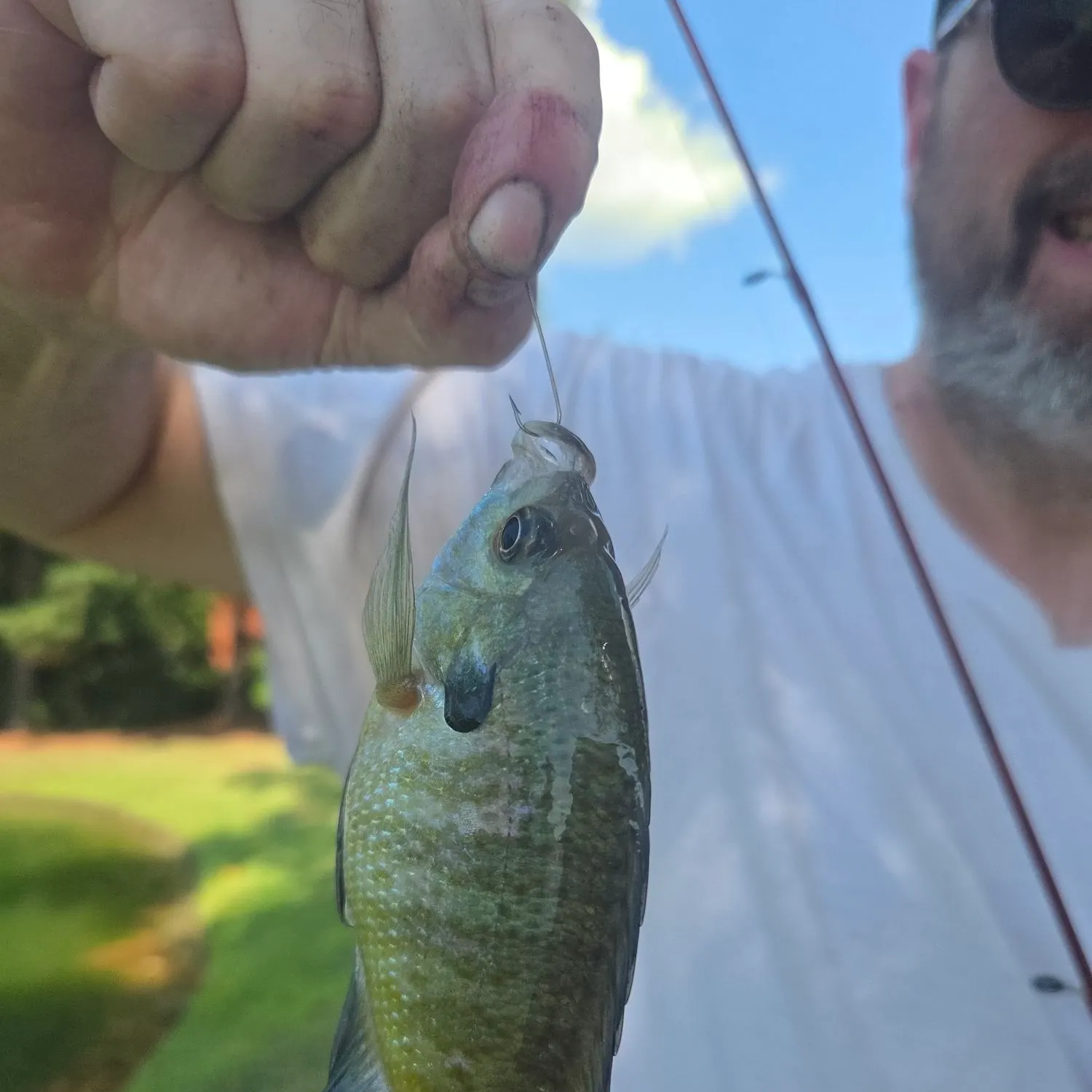 Bluegill caught on Fishbrain