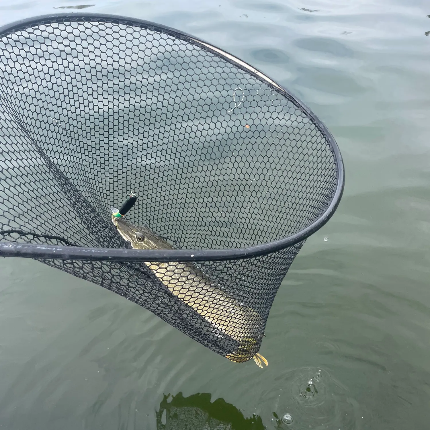 Northern pike caught on Fishbrain