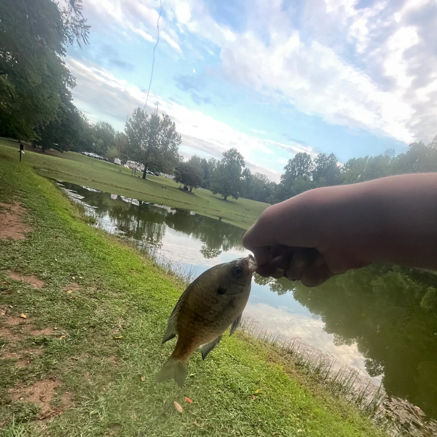Bluegill caught on Fishbrain