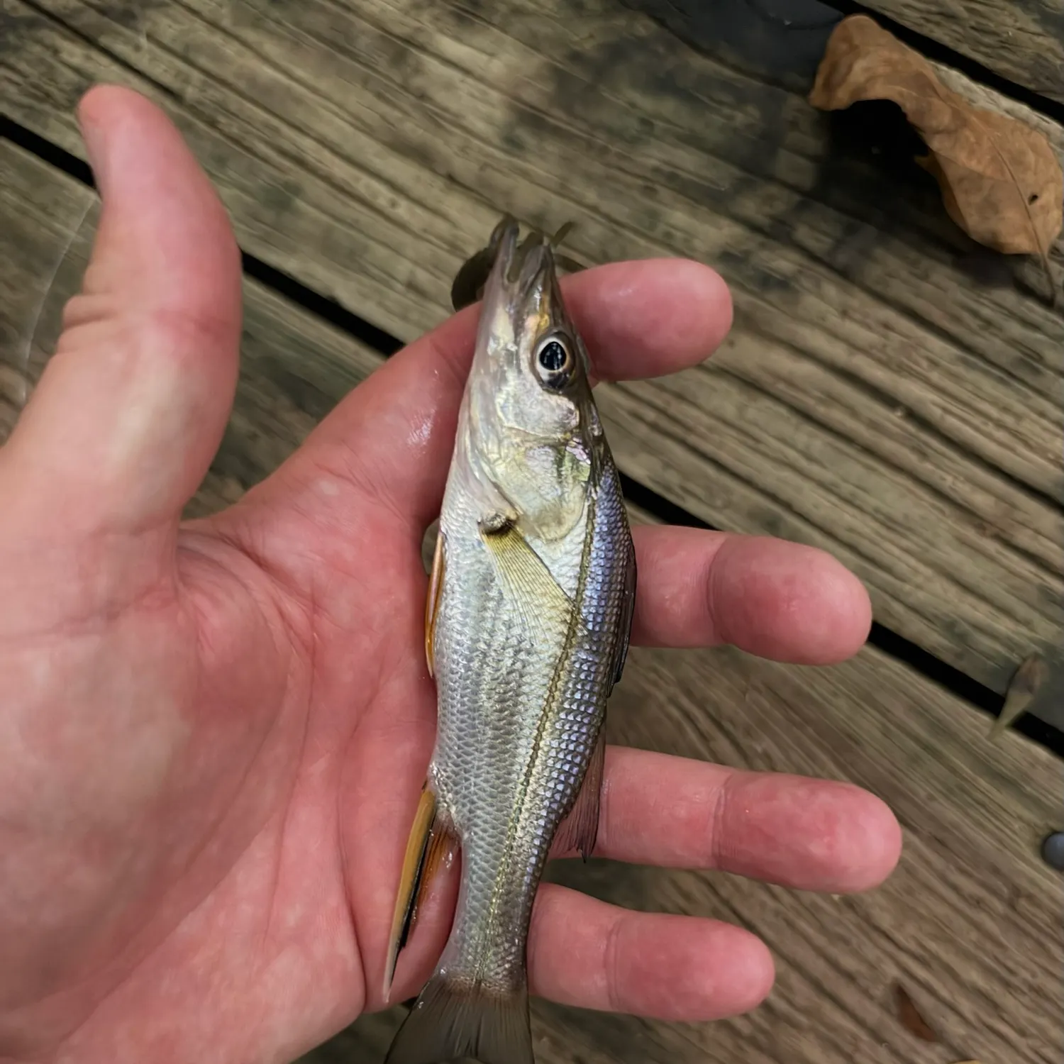 The most recent Fat snook catches on Fishbrain