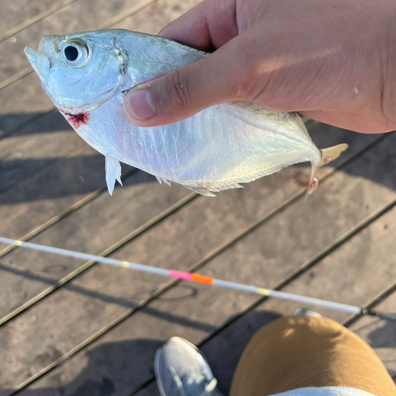 The most recent Mooneye catches on Fishbrain
