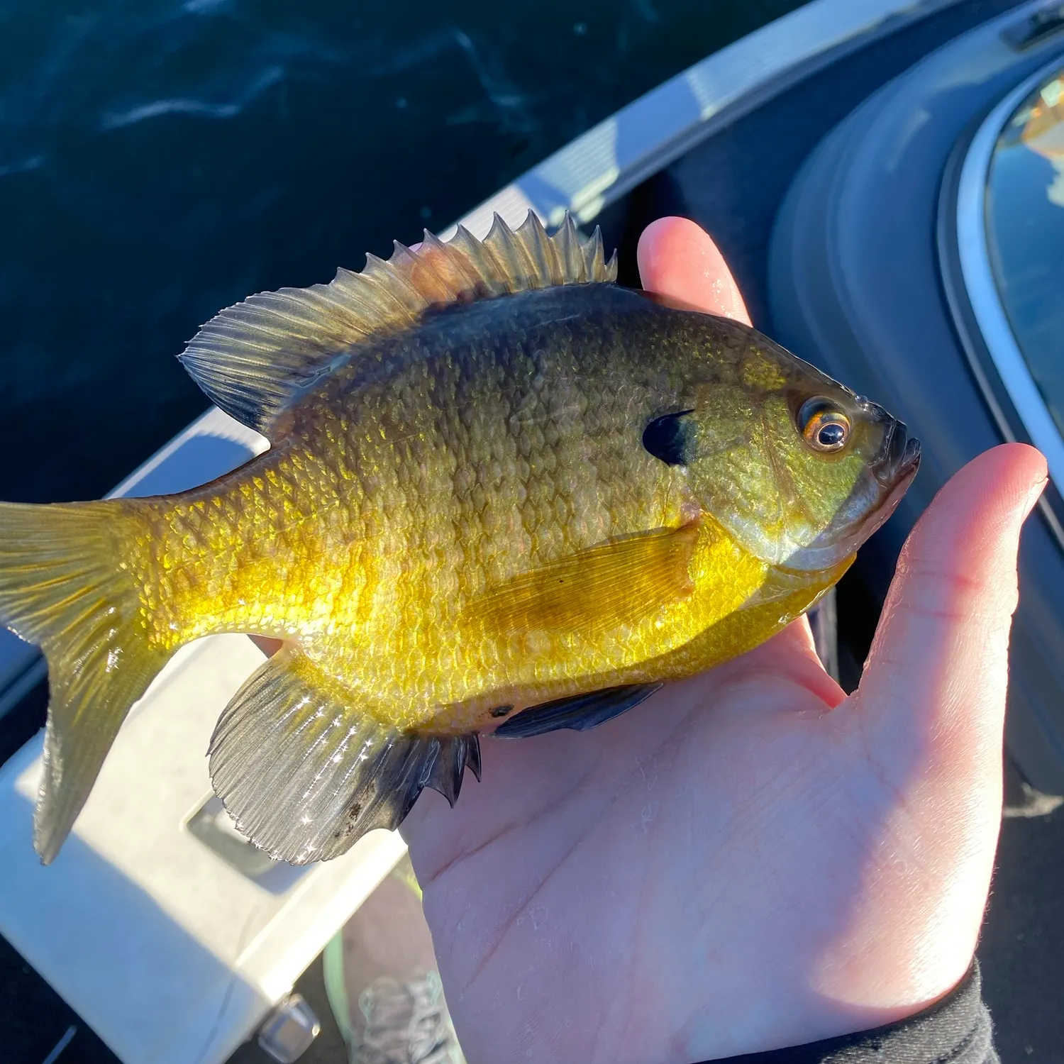 Bluegill caught on Fishbrain