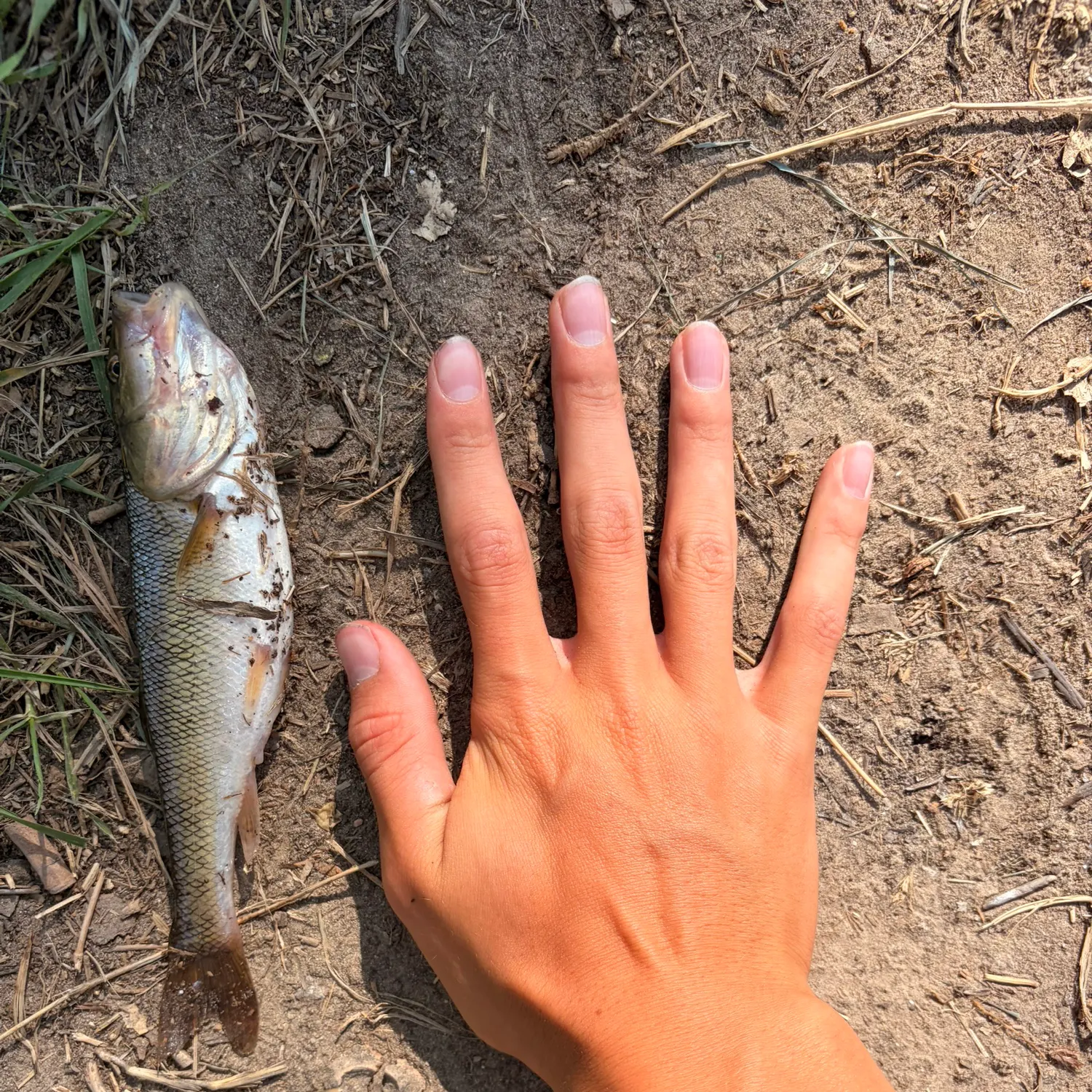 The most recent Creek chub catches on Fishbrain