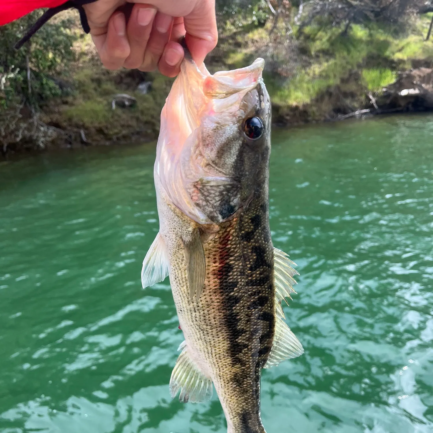 The most recent Meanmouth bass catches on Fishbrain