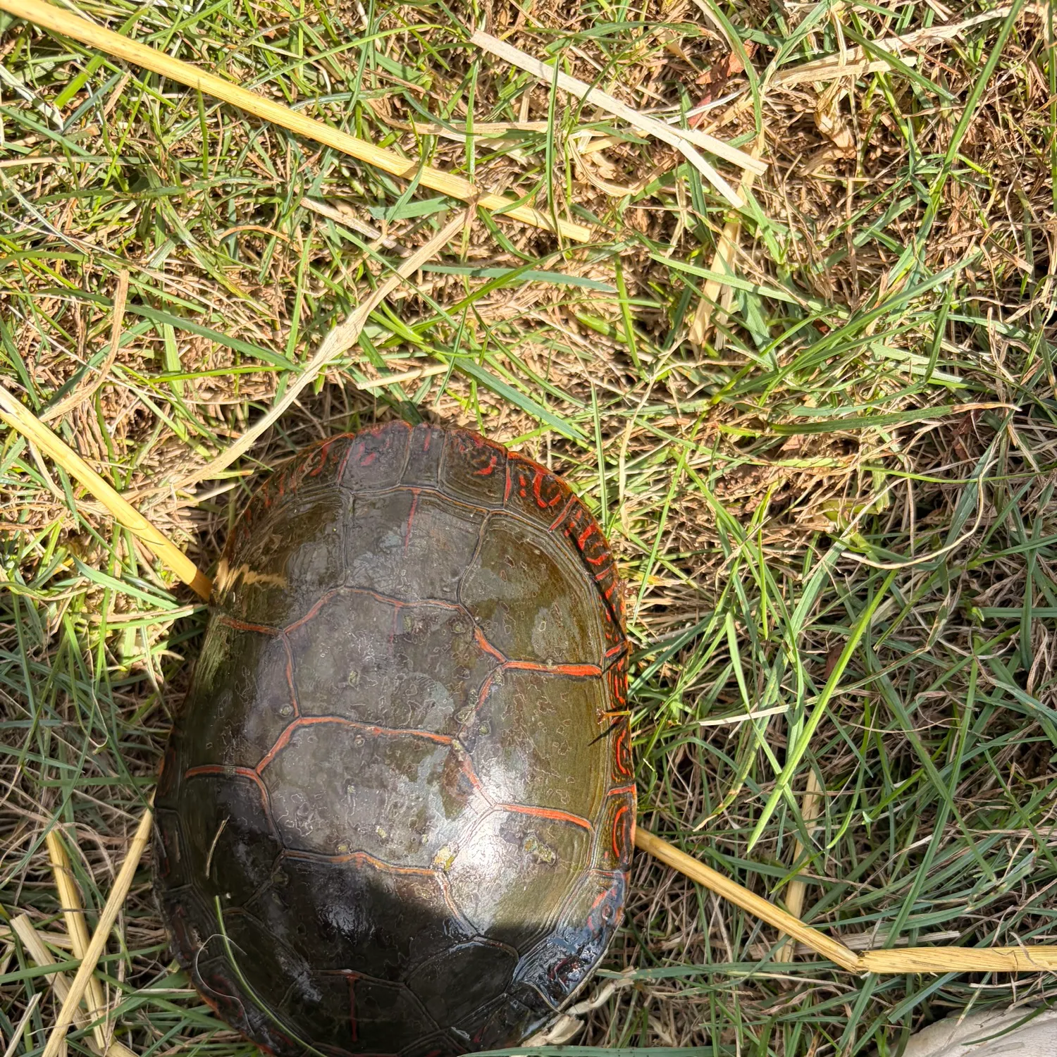 Fish caught on Fishbrain