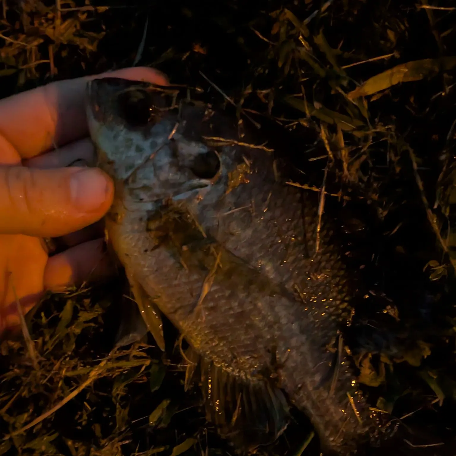Redear sunfish caught on Fishbrain