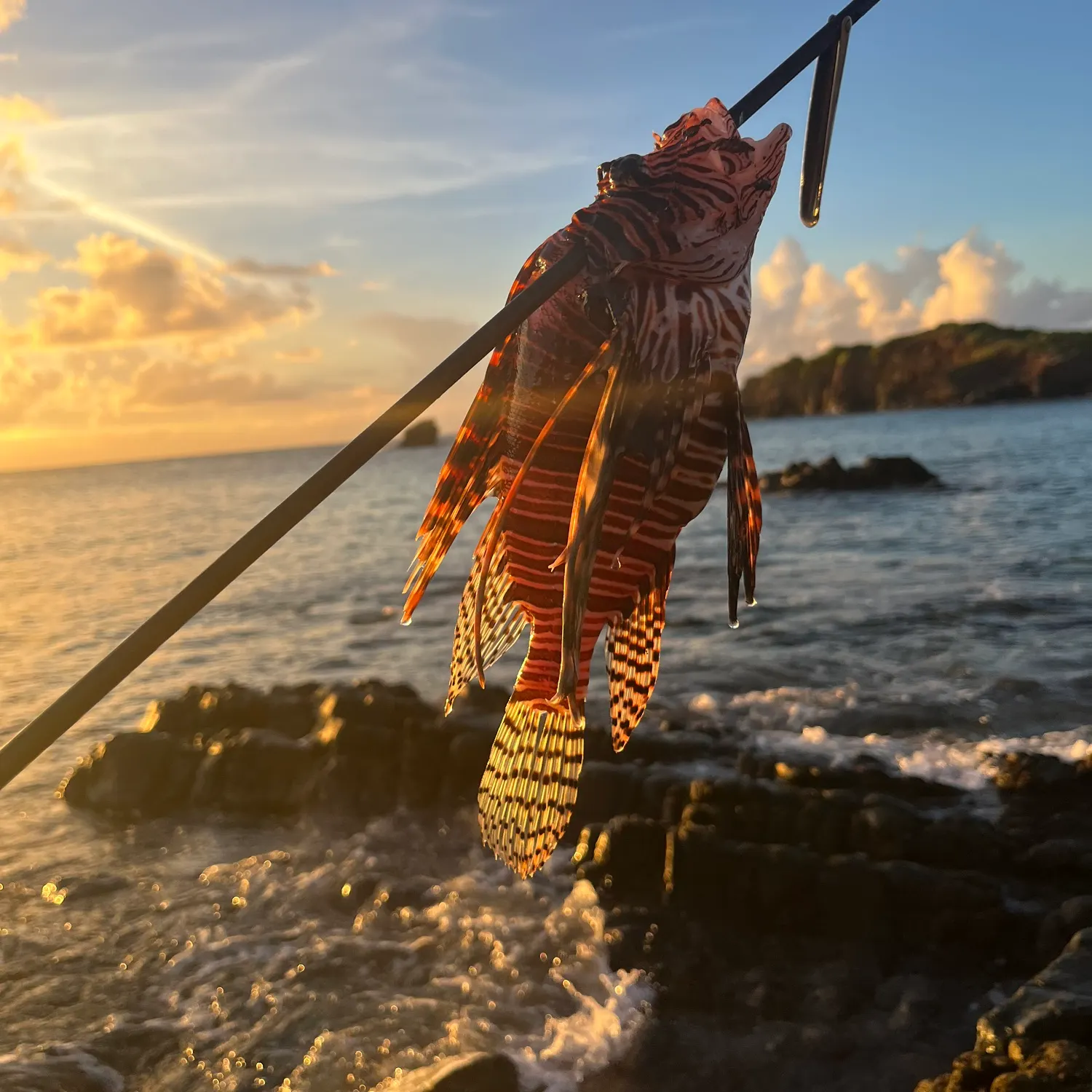 The most recent Lane snapper catches on Fishbrain