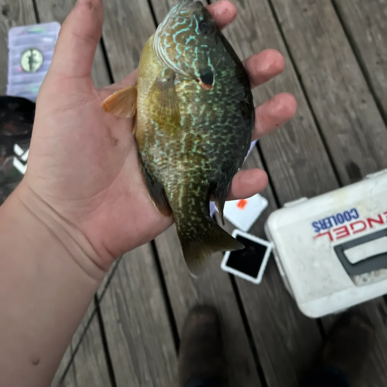 recently logged catches