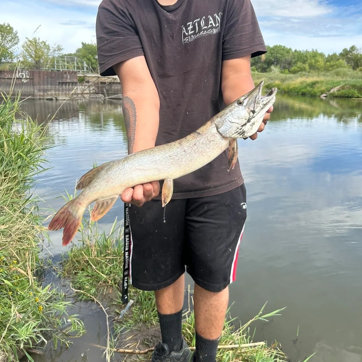 Northern pike caught on Fishbrain