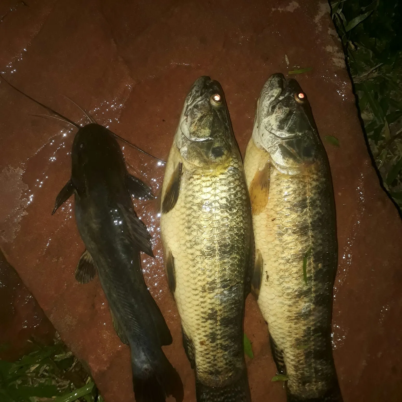 recently logged catches