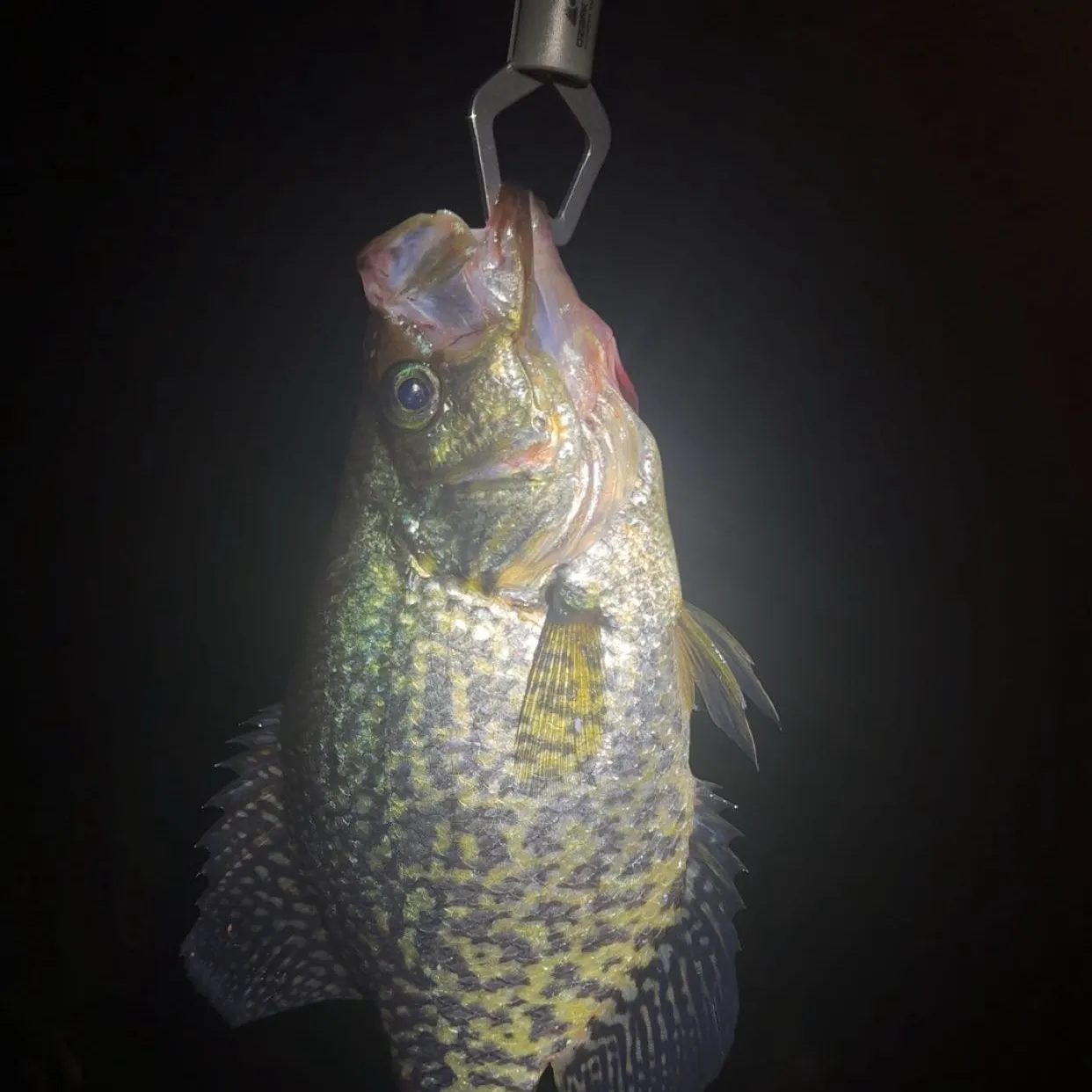 Black crappie caught on Fishbrain