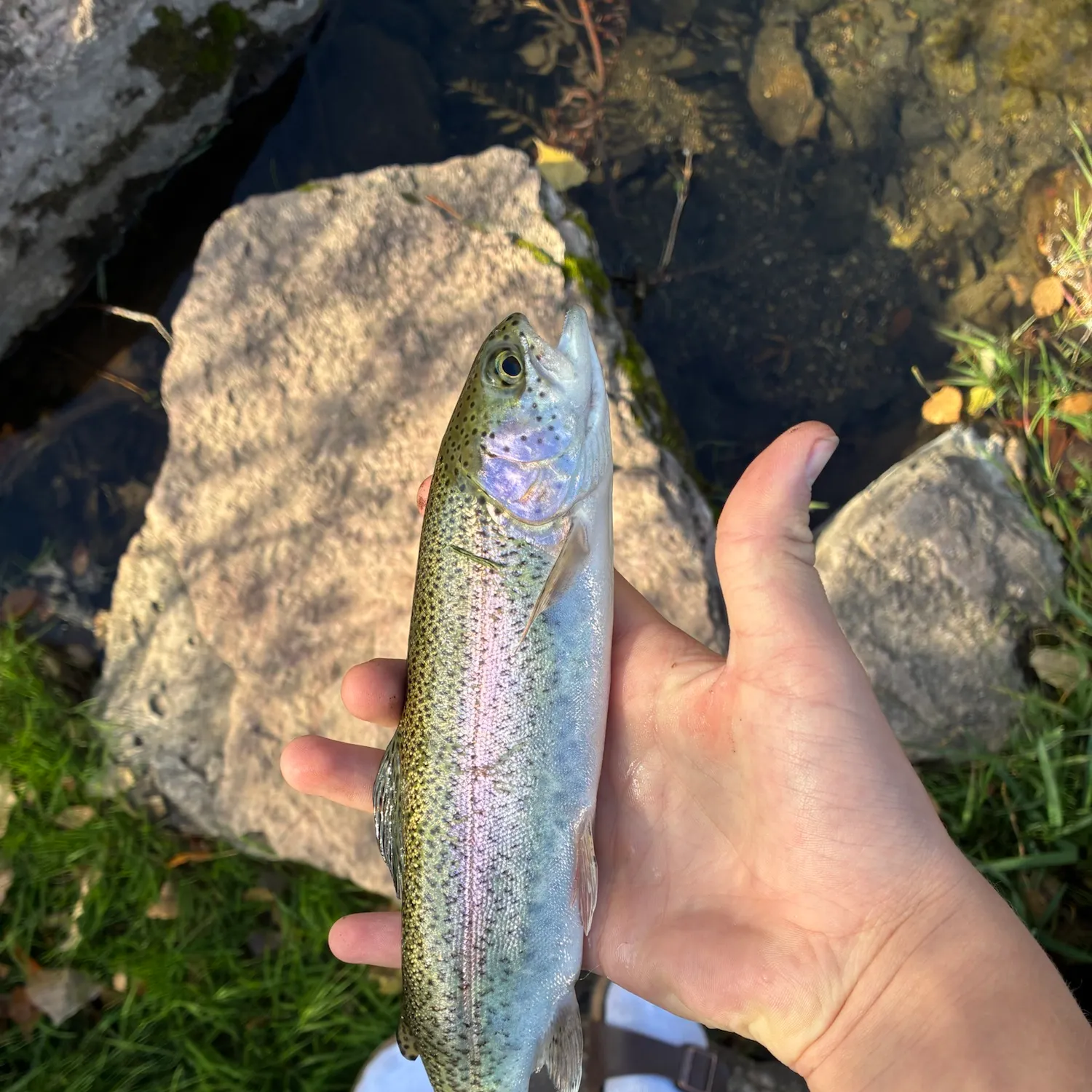 Rainbow trout caught on Fishbrain