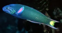 Moon wrasse