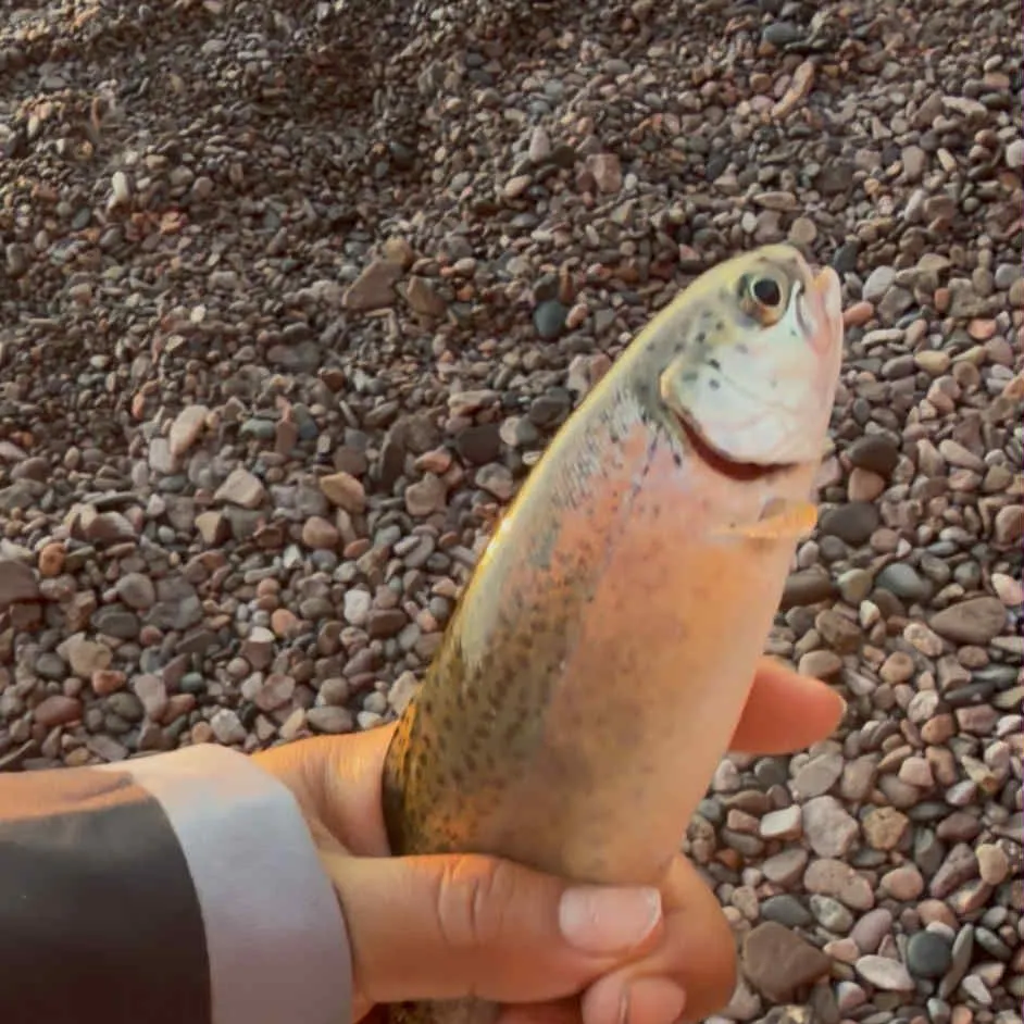 Steelhead caught on Fishbrain