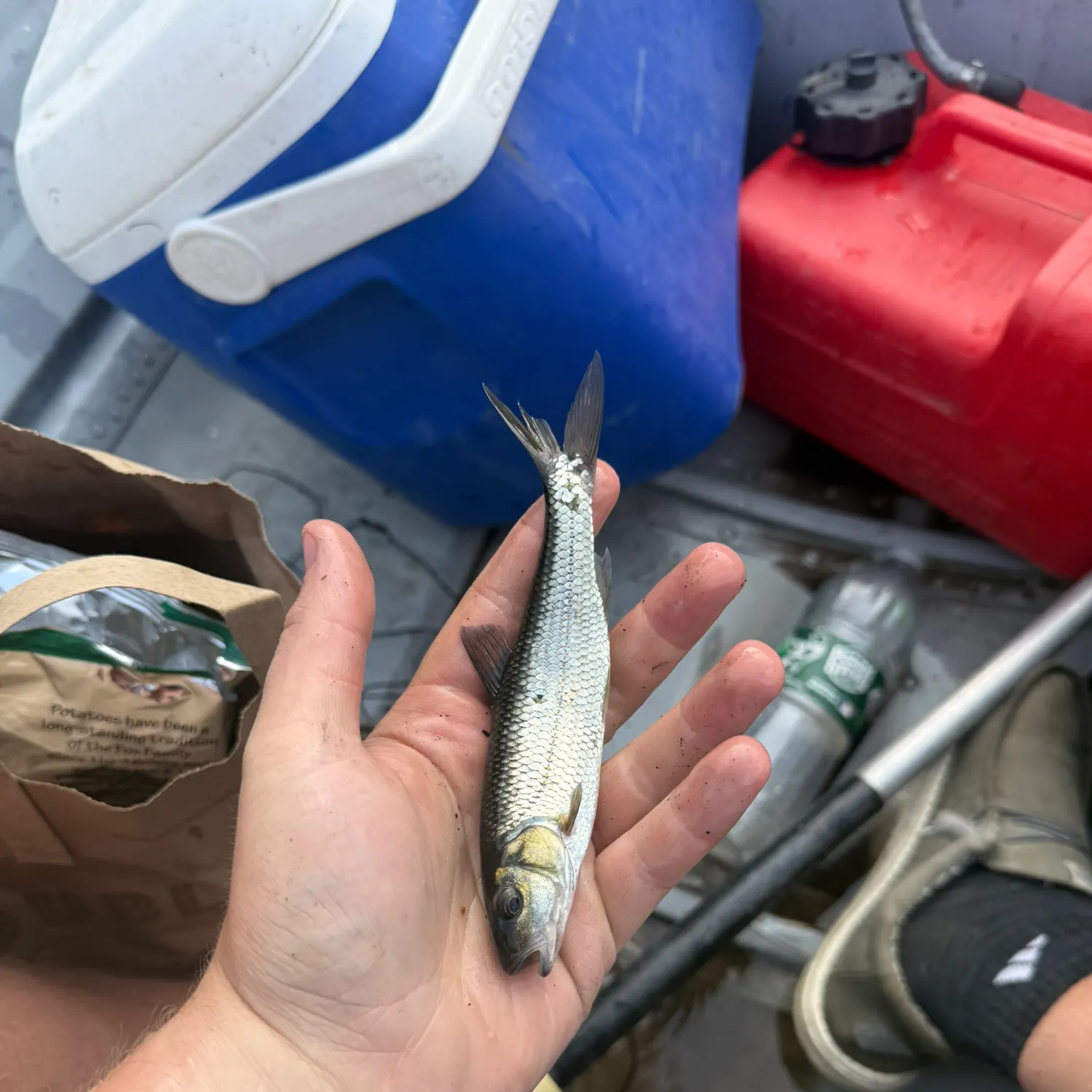 Fallfish caught on Fishbrain