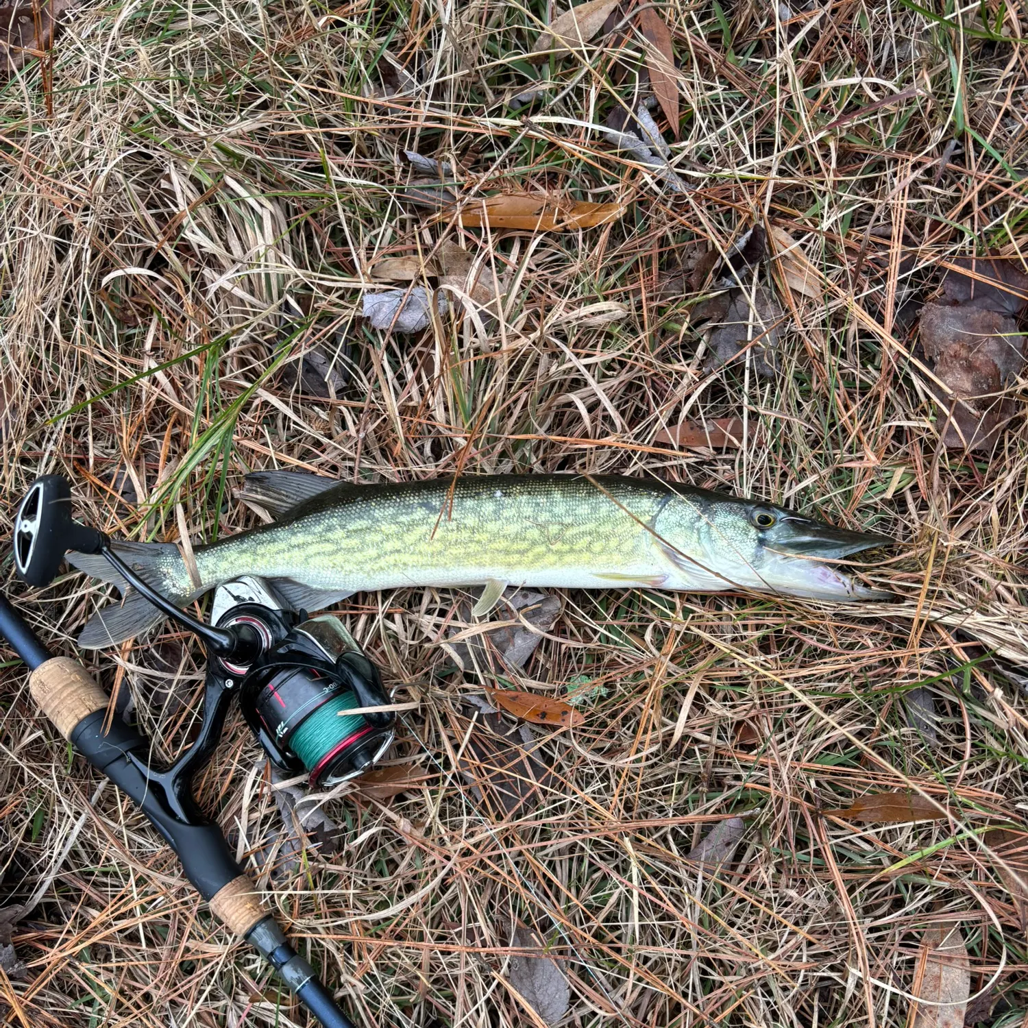The most recent Chain pickerel catches on Fishbrain