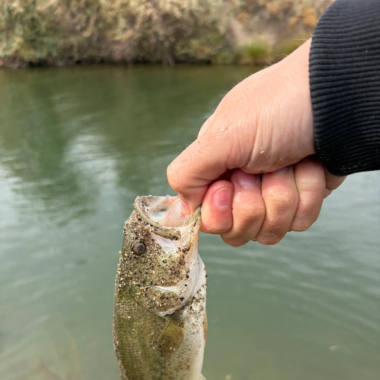 Smallmouth bass caught on Fishbrain