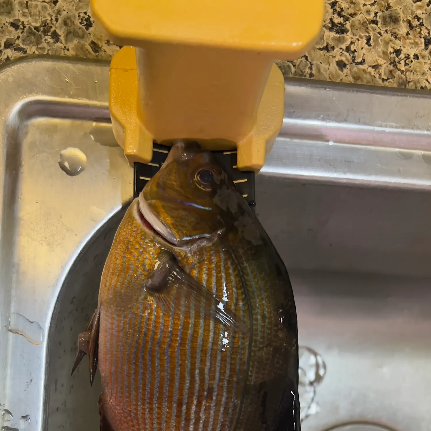 The most recent Striped seaperch catches on Fishbrain