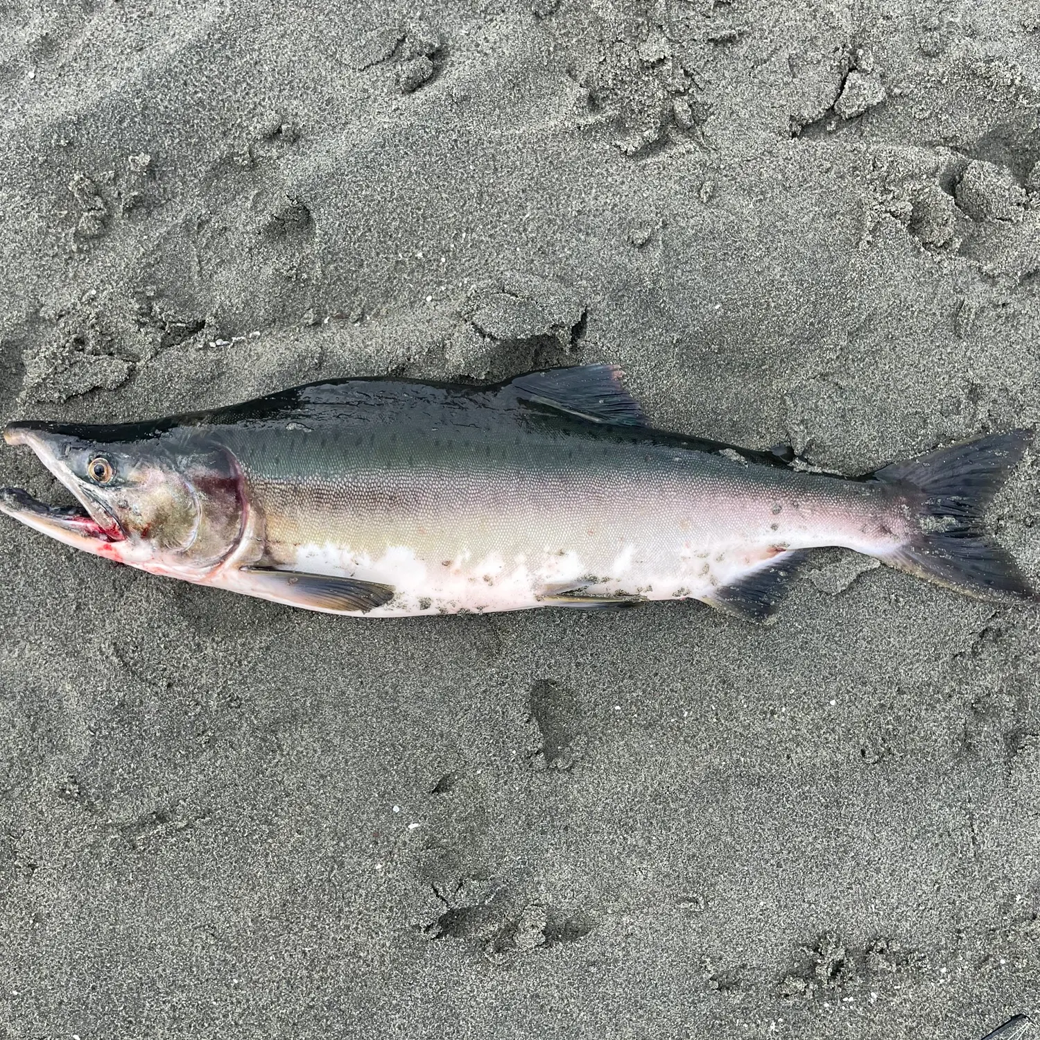 Pink salmon caught on Fishbrain
