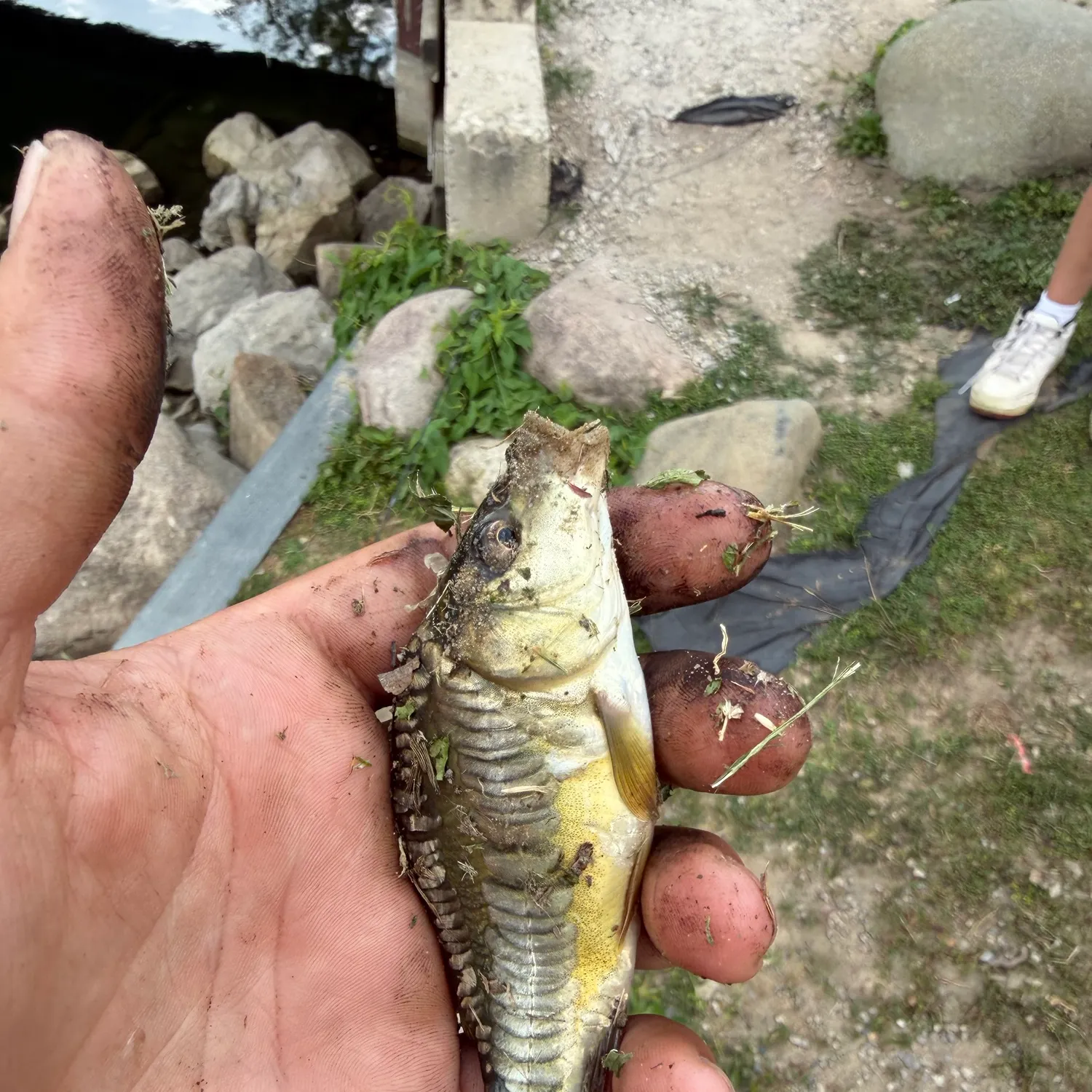 Mirror carp caught on Fishbrain