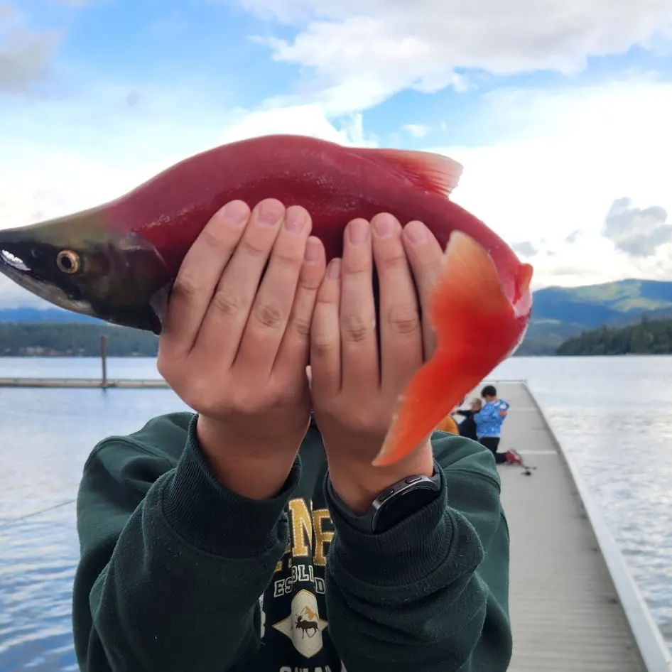 Kokanee salmon caught on Fishbrain