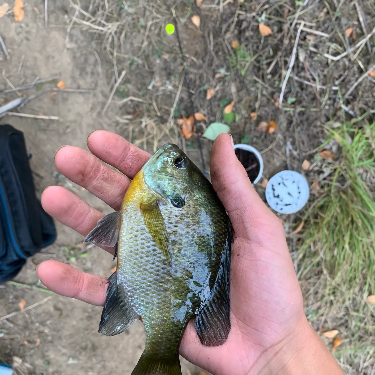 Bluegill caught on Fishbrain