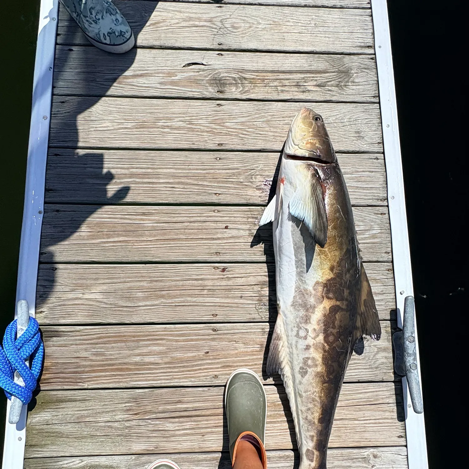The most recent Cobia catches on Fishbrain