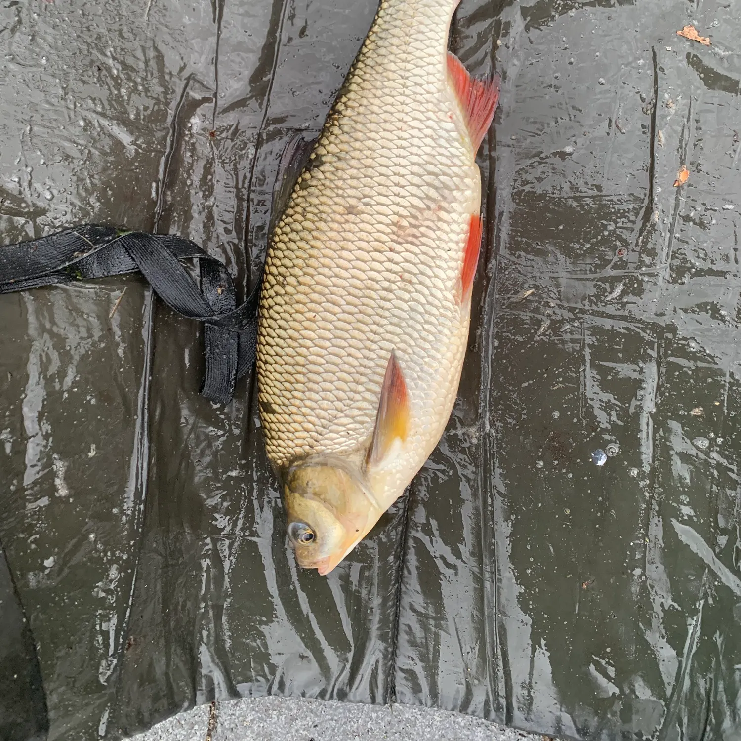 The most recent Ide catches on Fishbrain
