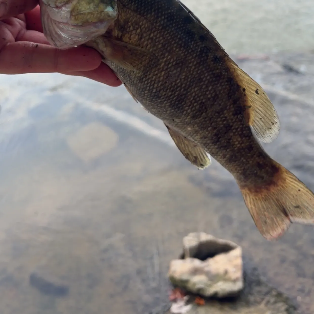 Smallmouth bass caught on Fishbrain