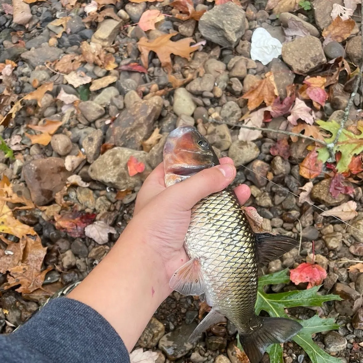 The most recent Fallfish catches on Fishbrain