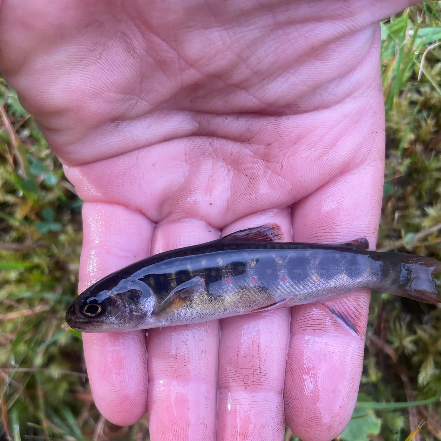Brook trout caught on Fishbrain