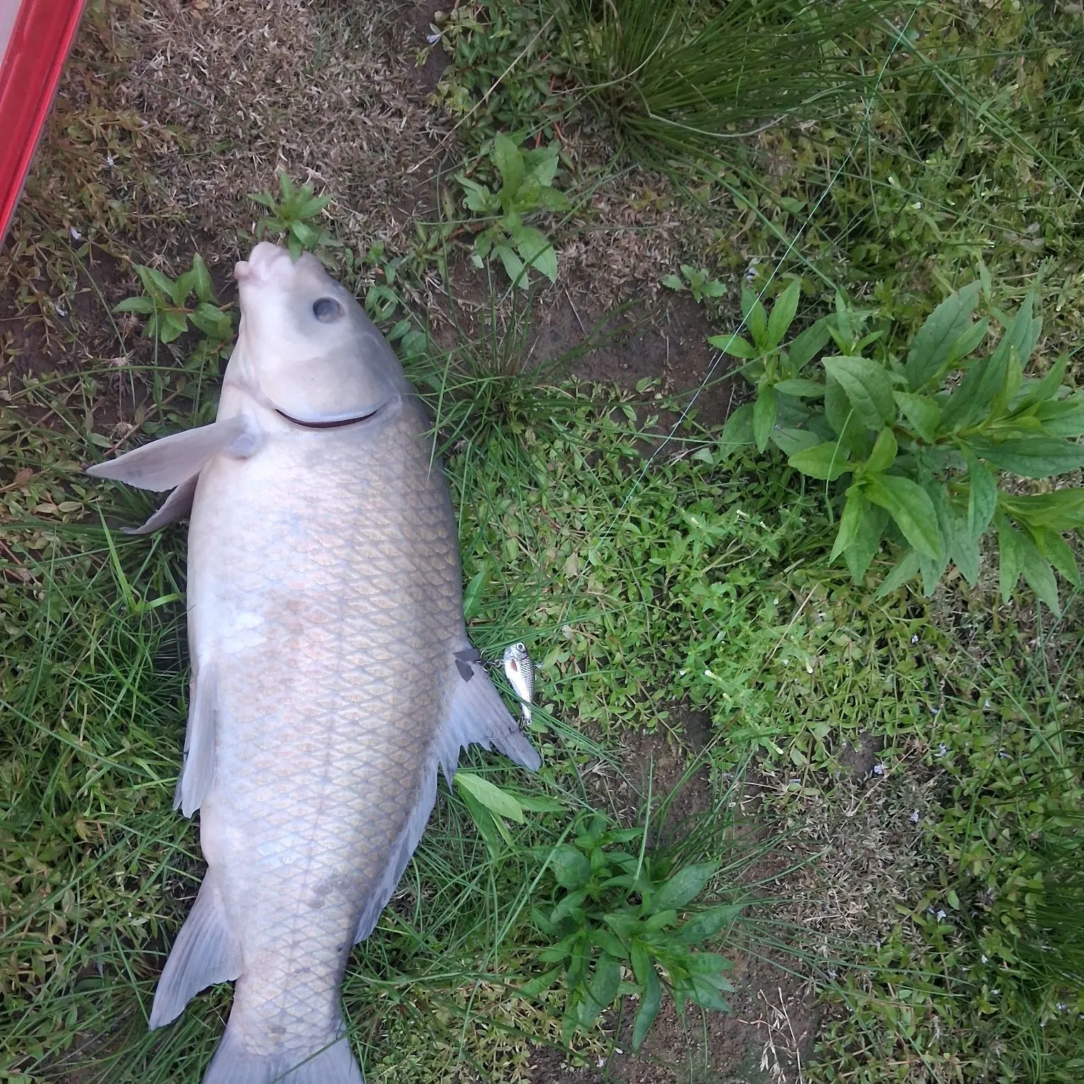 Smallmouth buffalo caught on Fishbrain