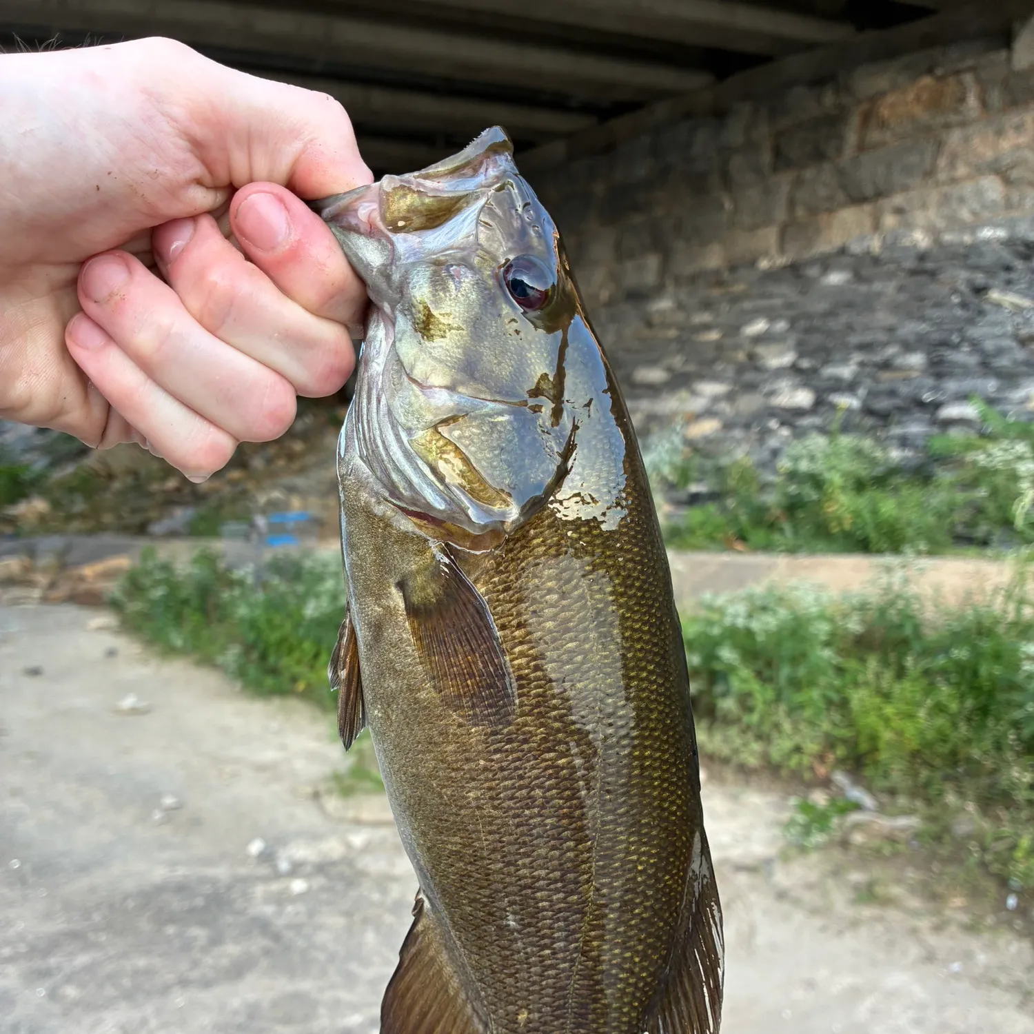Smallmouth bass caught on Fishbrain