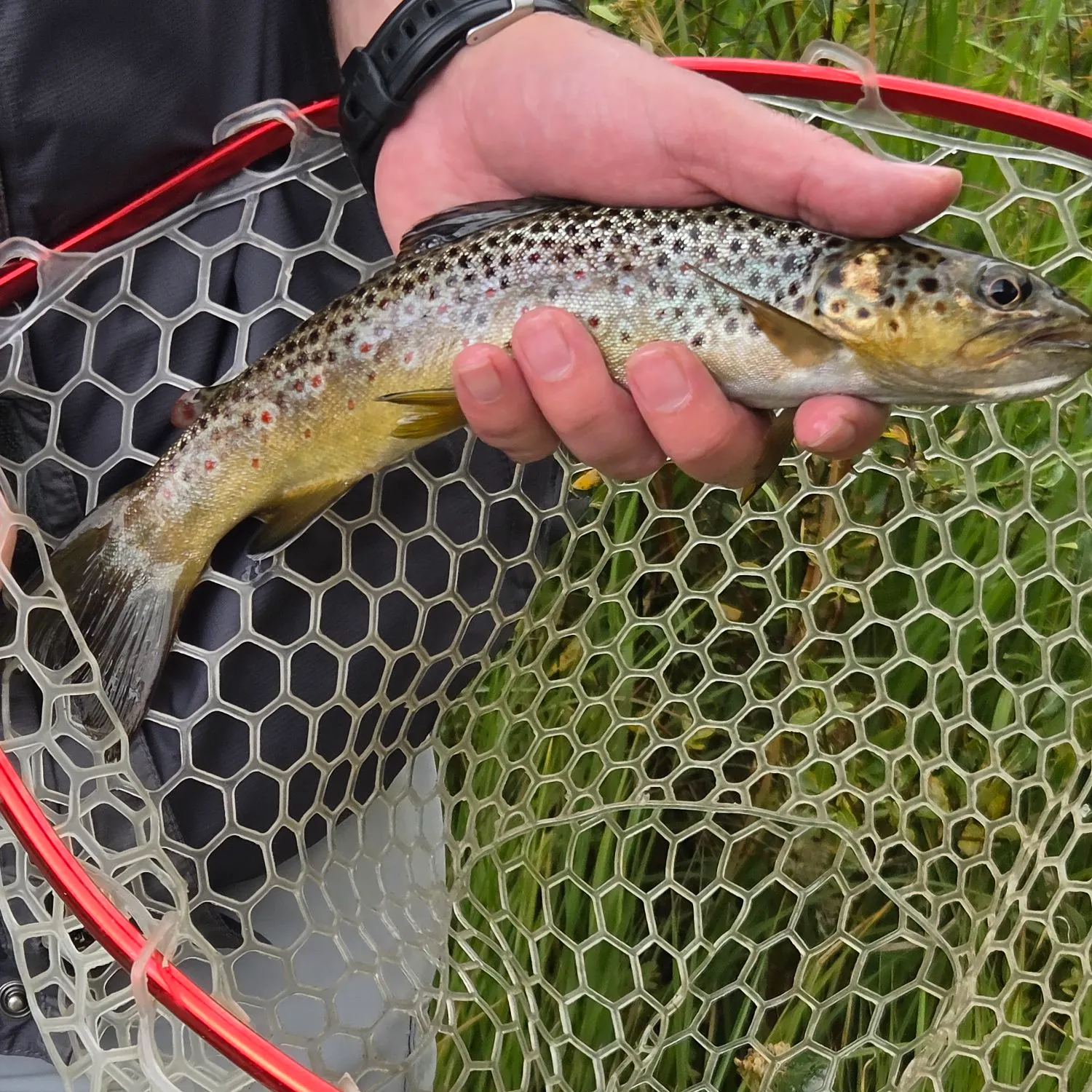 Brown trout caught on Fishbrain